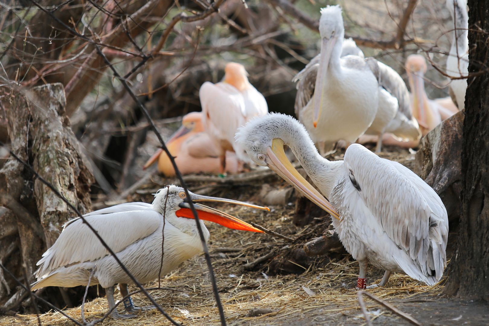 ZOO Budapešť (60)