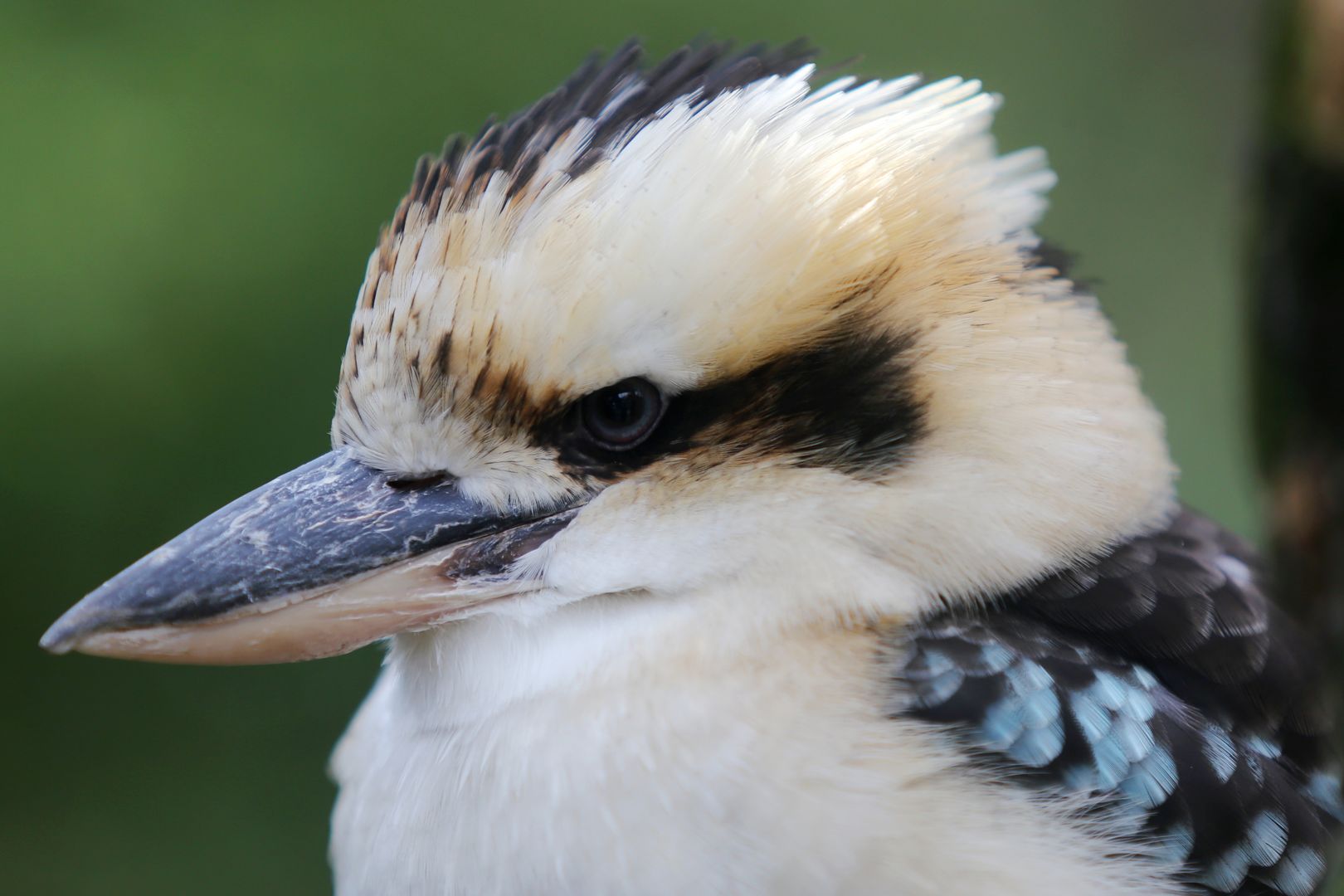 ZOO Budapešť (64)