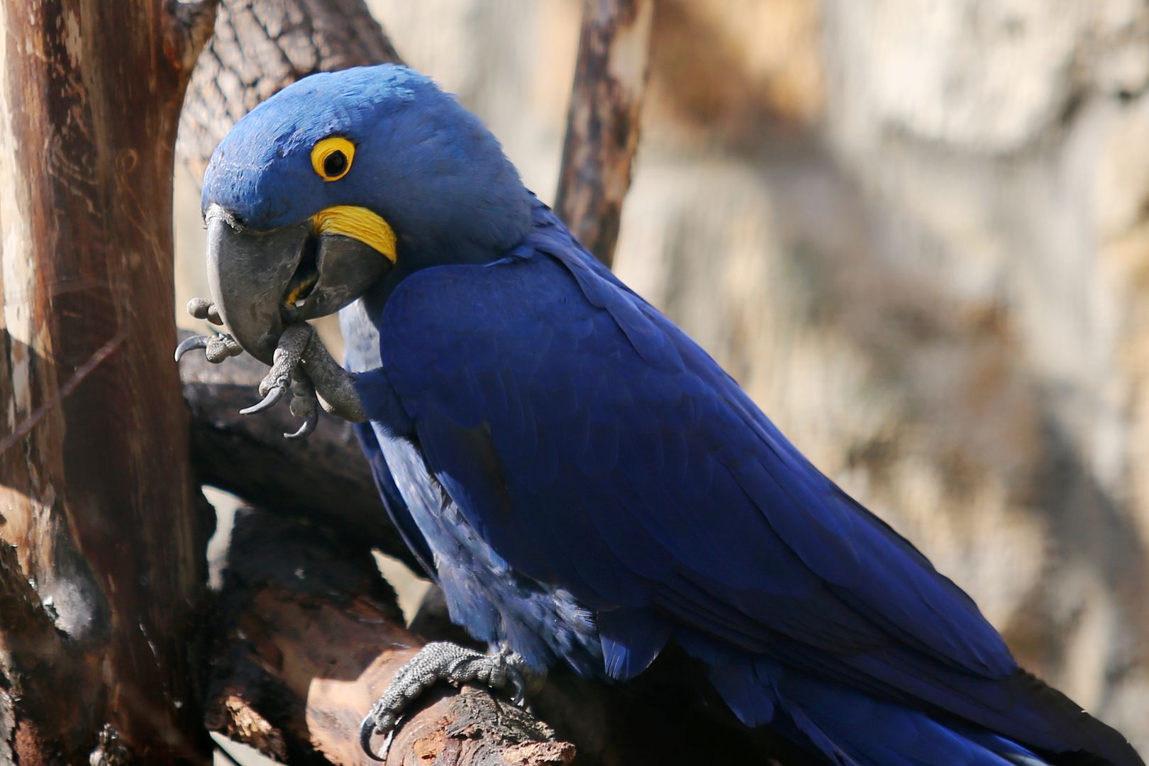 ZOO Budapešť (65)