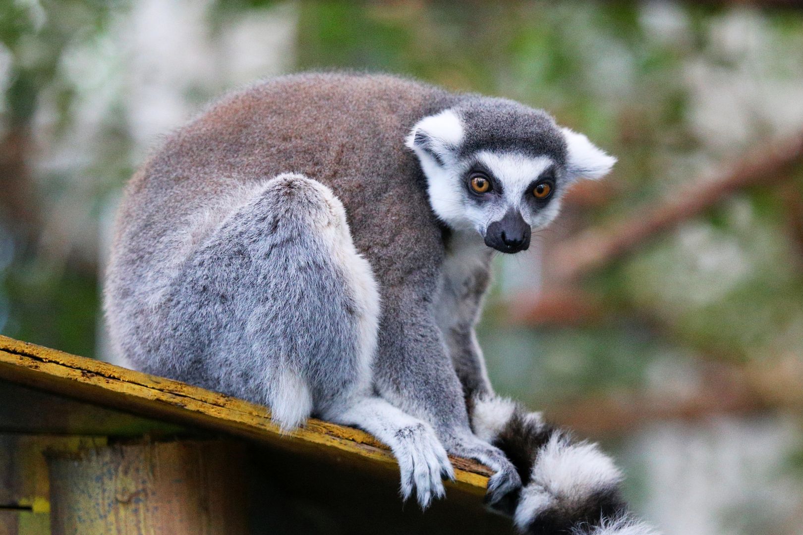 ZOO Budapešť (70)