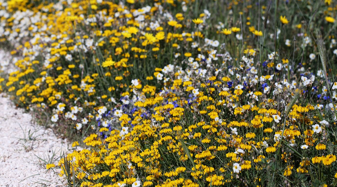 Čičorka Coronilla valentina