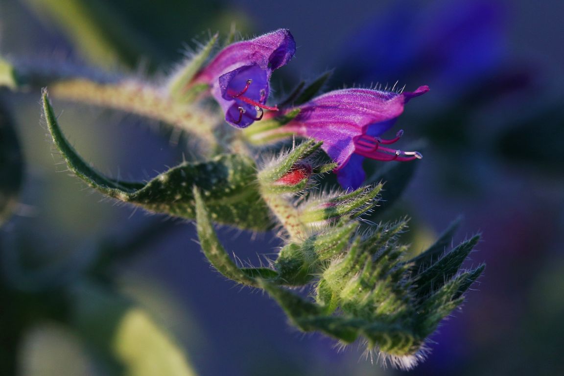 Echium sp.