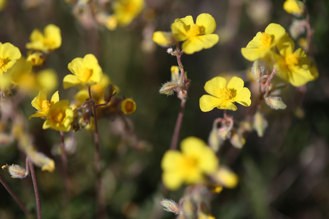 Helianthemum sp.