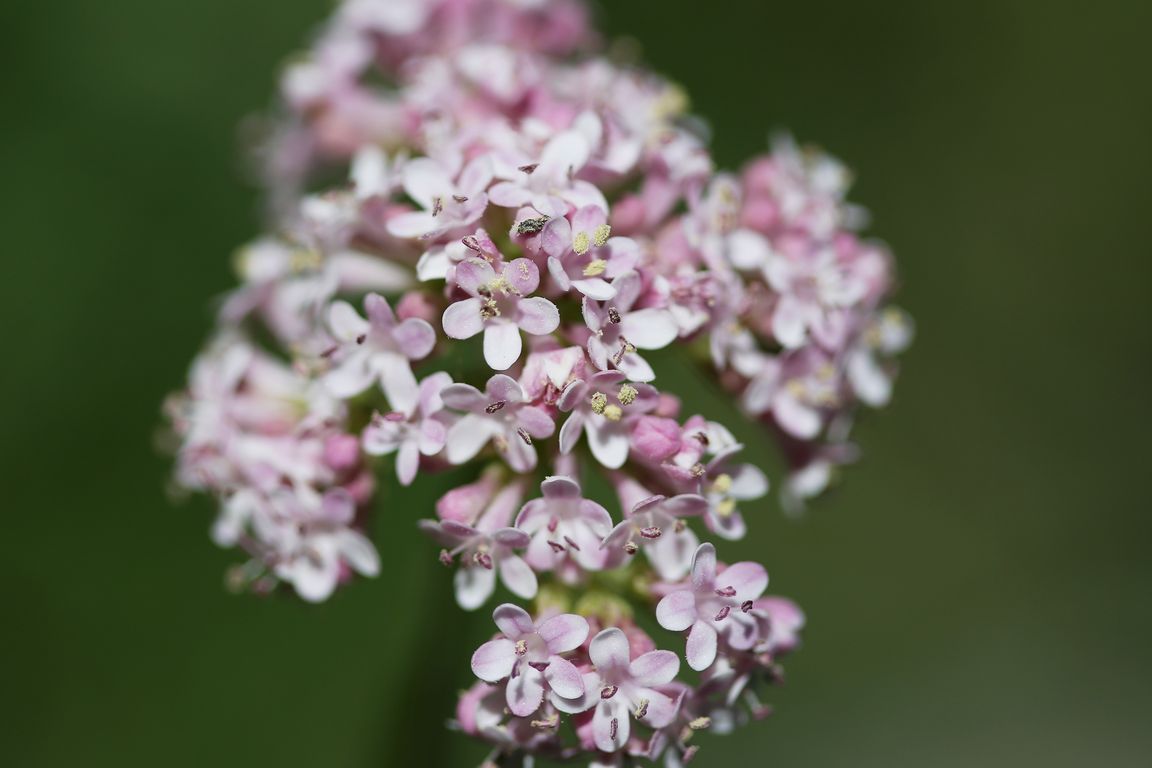 Kozlík Valeriana tuberosa