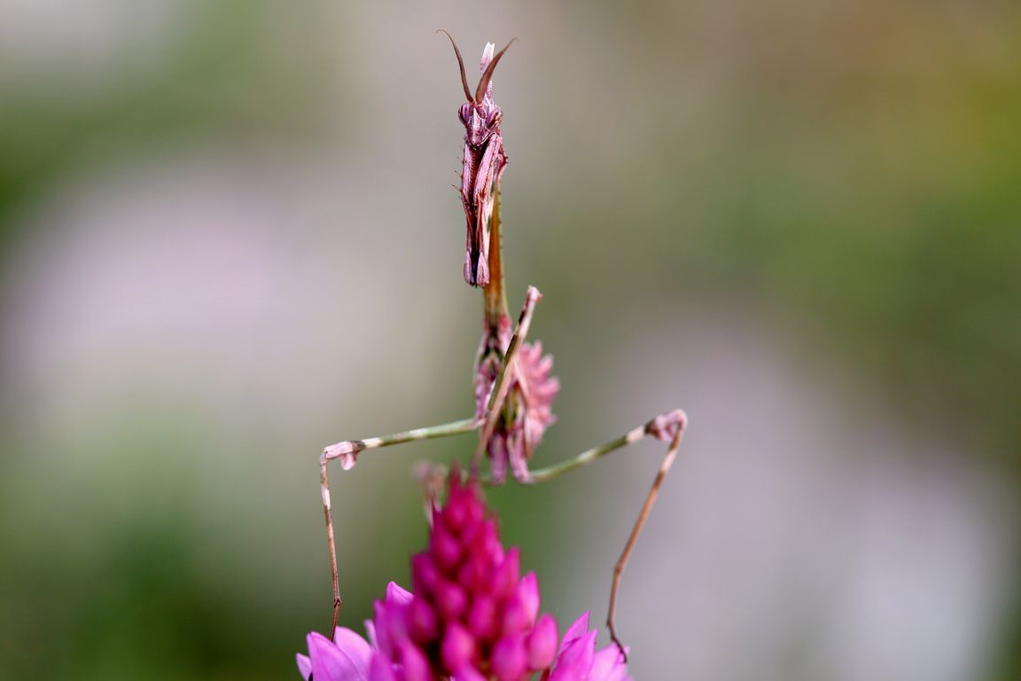 Kudlanka Empusa pennata