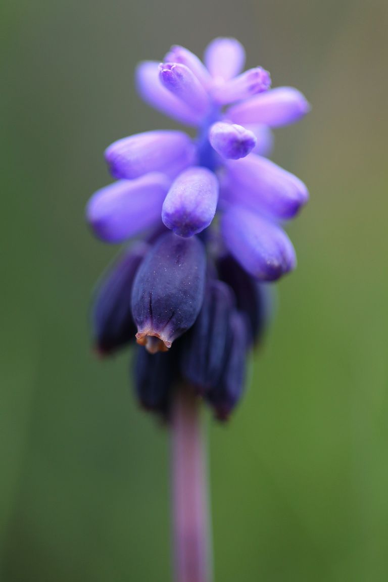 Muscari sp.