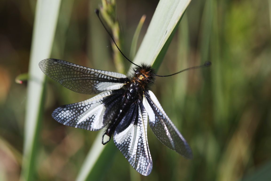 Ploskoroh Libelloides lacteus