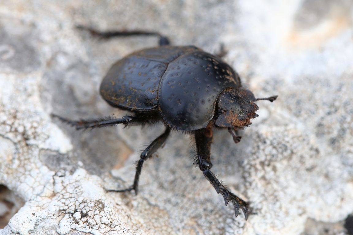 Scarabaeus sp.