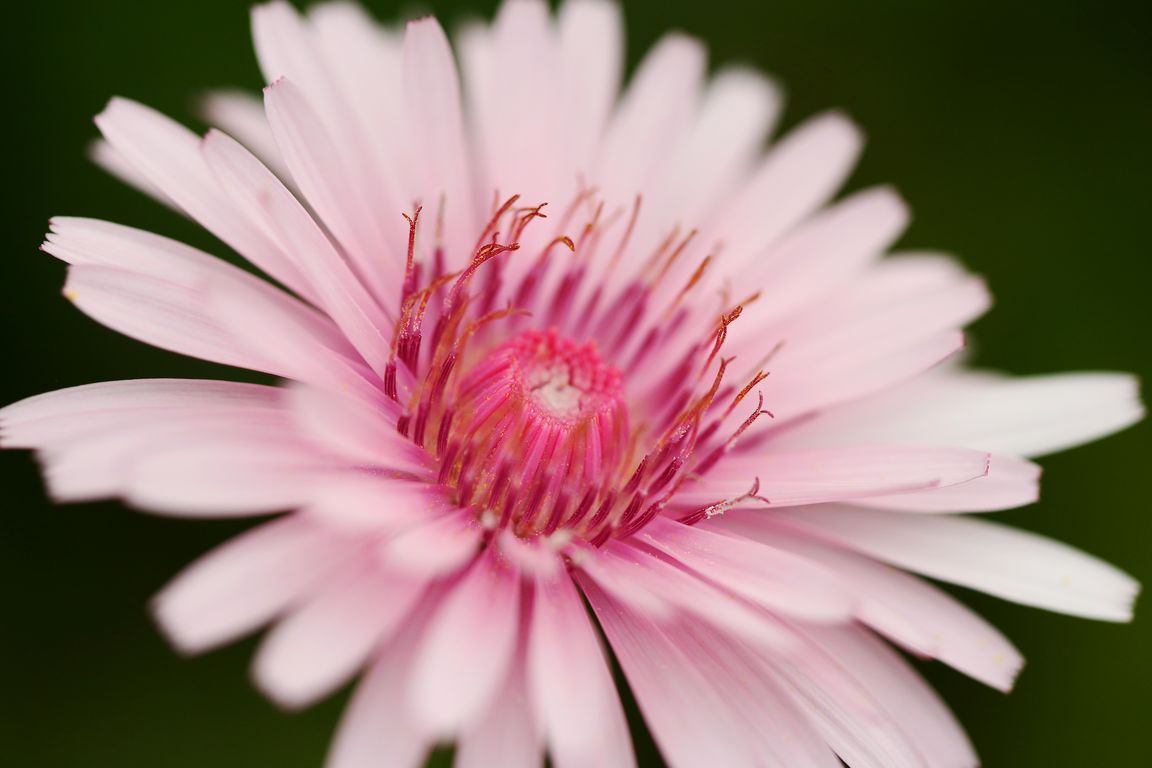 Škarda Crepis rubra