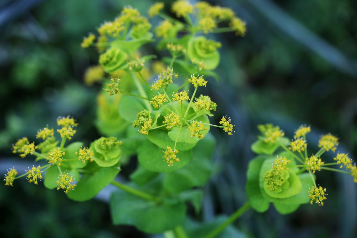 Tromín Smyrnium rotundifolium