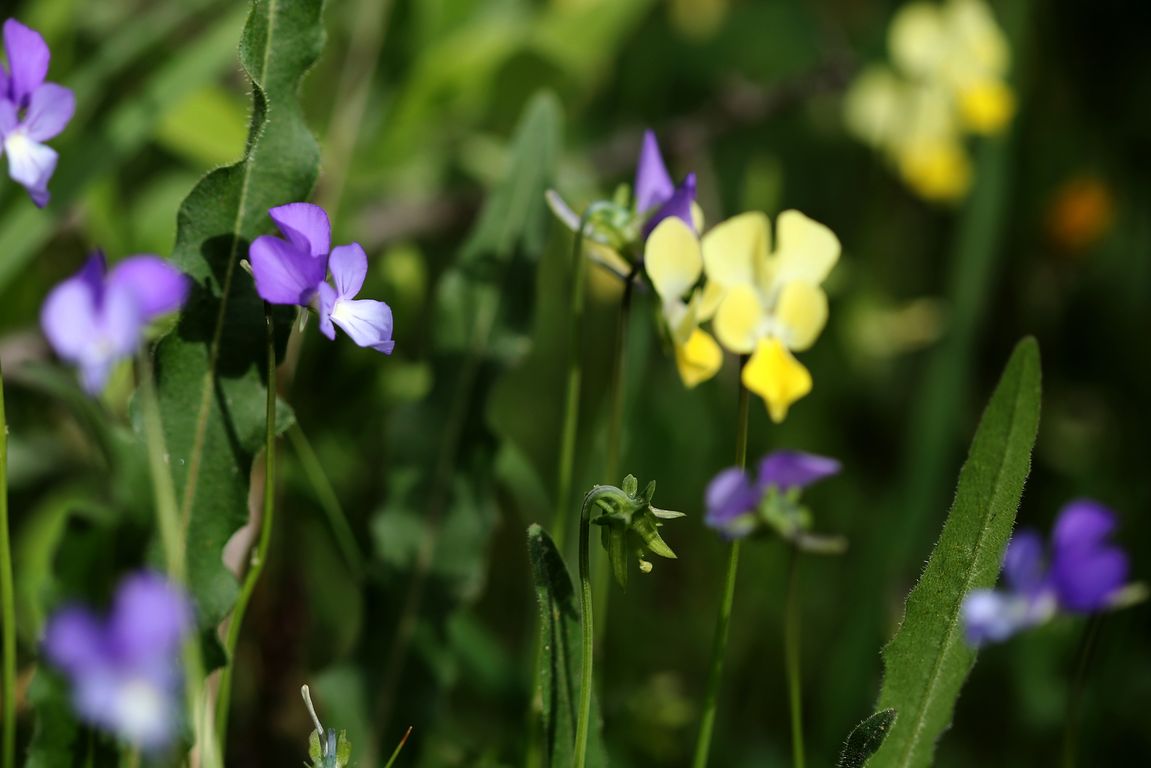 Violka Viola merxmuelleri