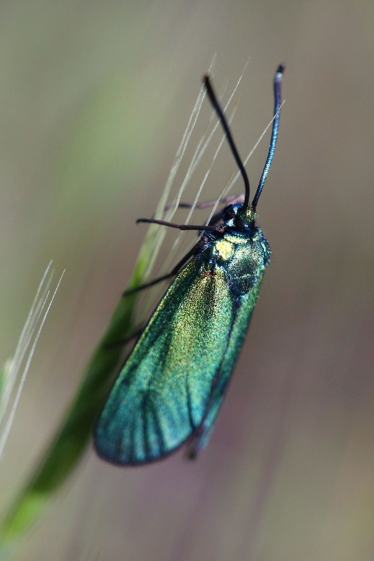 Zelenáček sp. (1)