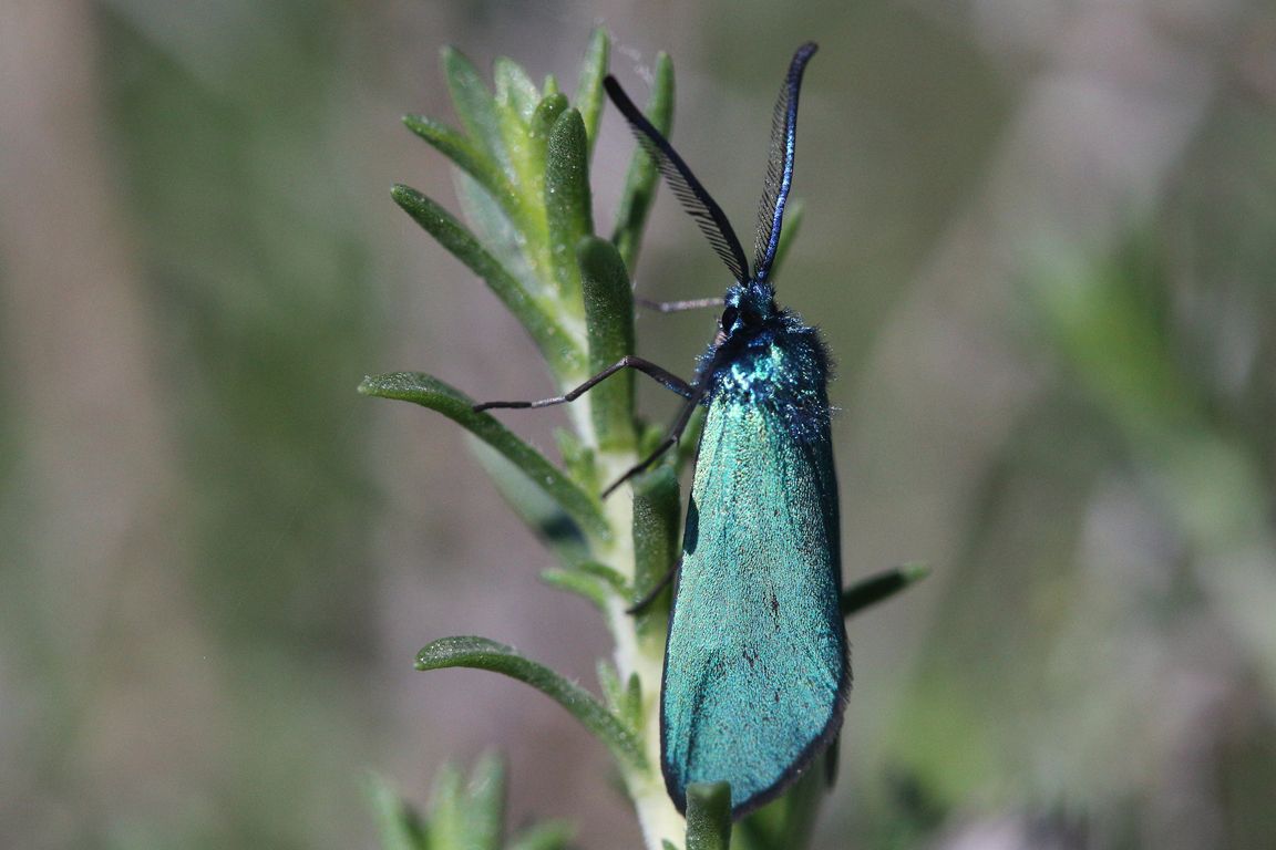 Zelenáček sp. (2)