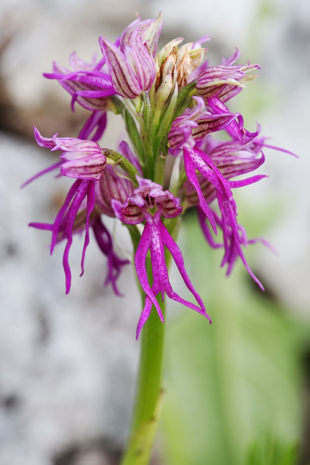 Hybrid_Aceras x Orchis italica