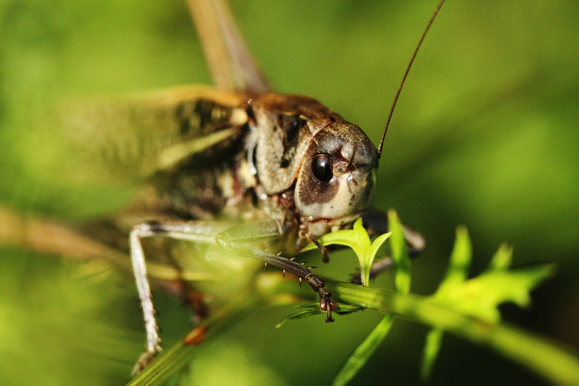 Kobylka_Decticus verrucivorus_samec