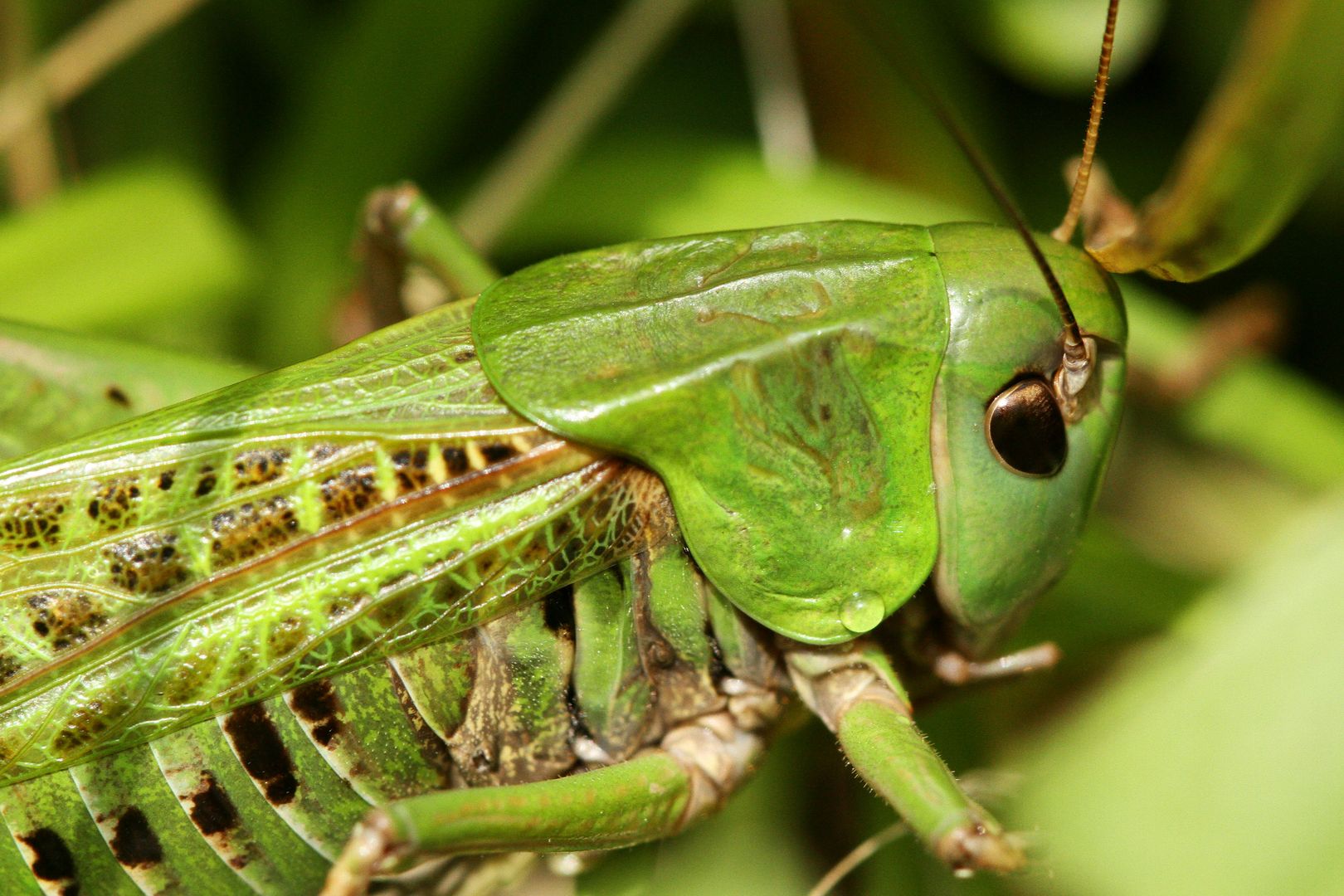 Kobylka_Decticus verrucivorus_samice