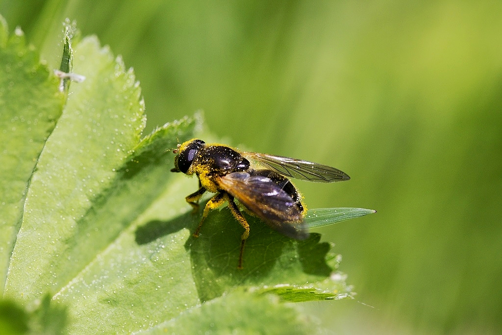 Pestřenka rodu Cheilosia