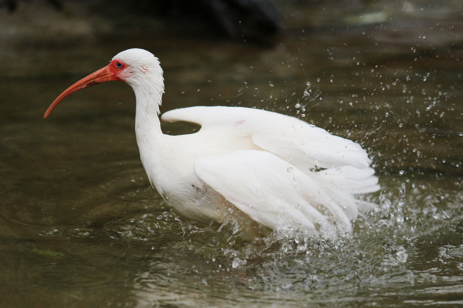 Ibis bílý