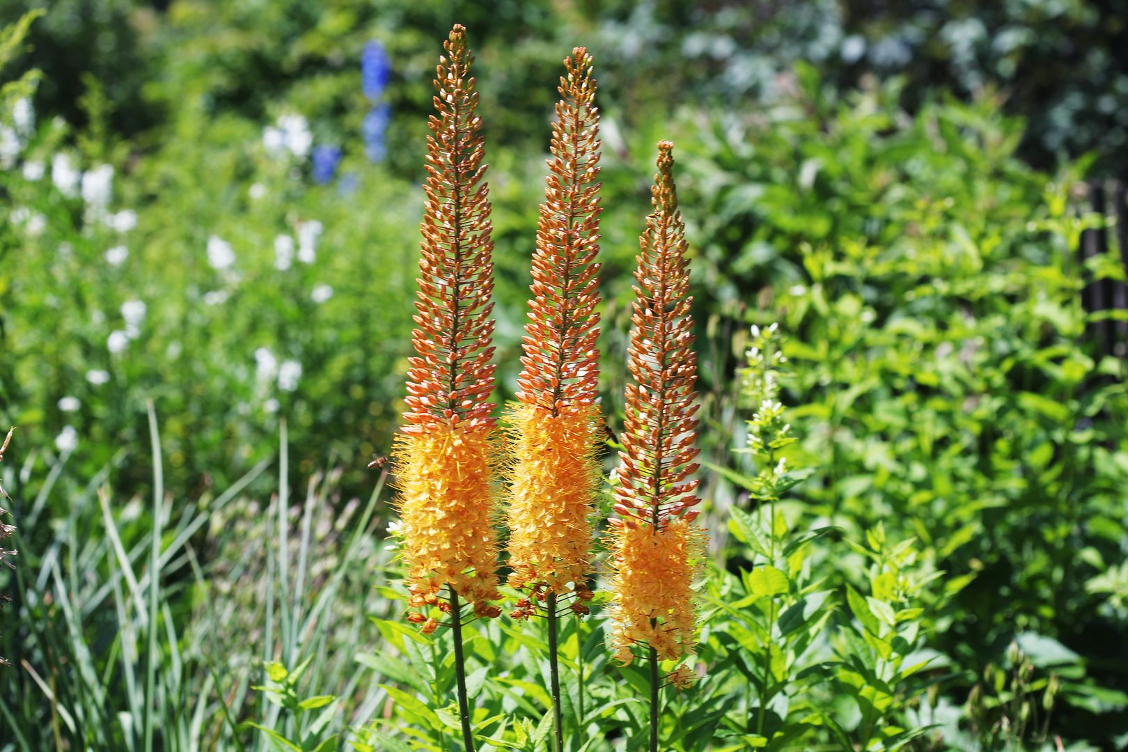 Eremurus CLEOPATRA (1)