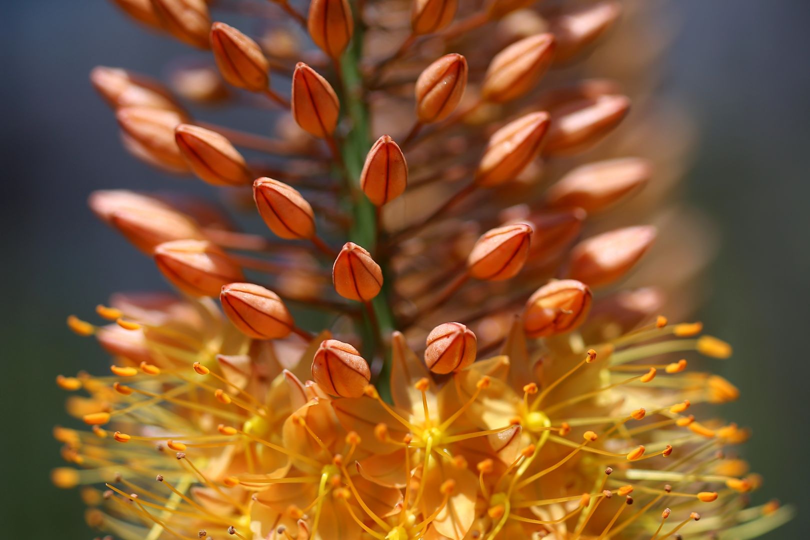 Eremurus CLEOPATRA (3)