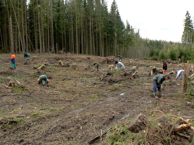 2008_04_sázení_Jilemnice (26).jpg