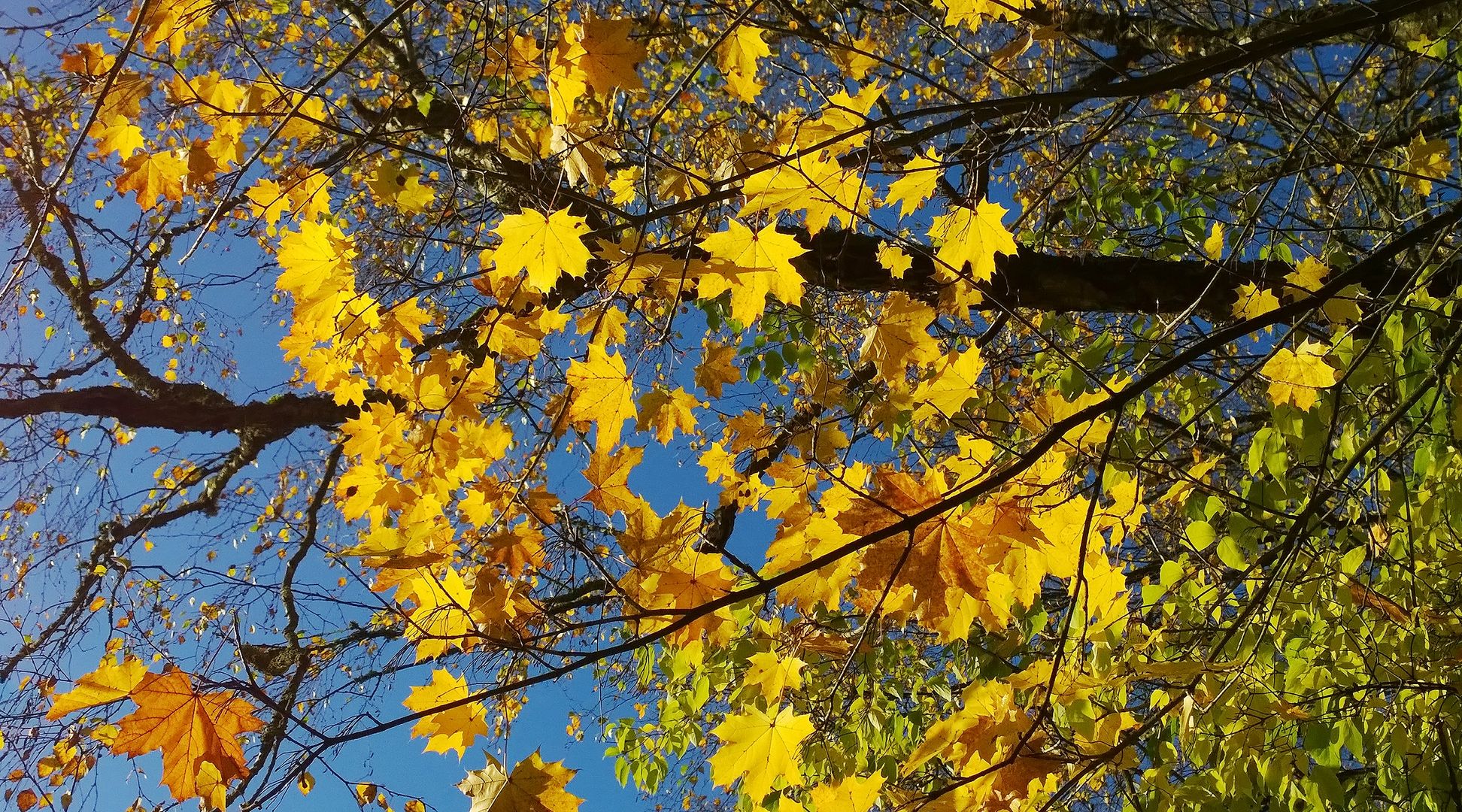 Areál ČLA Trutnov_údržba areálu_2017_10_19