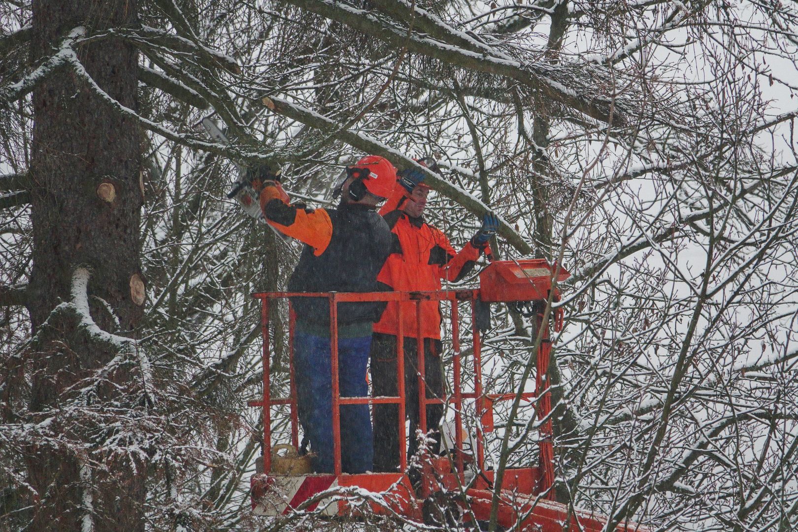 2017_12_08_Kácení smrku Svoboda (5)