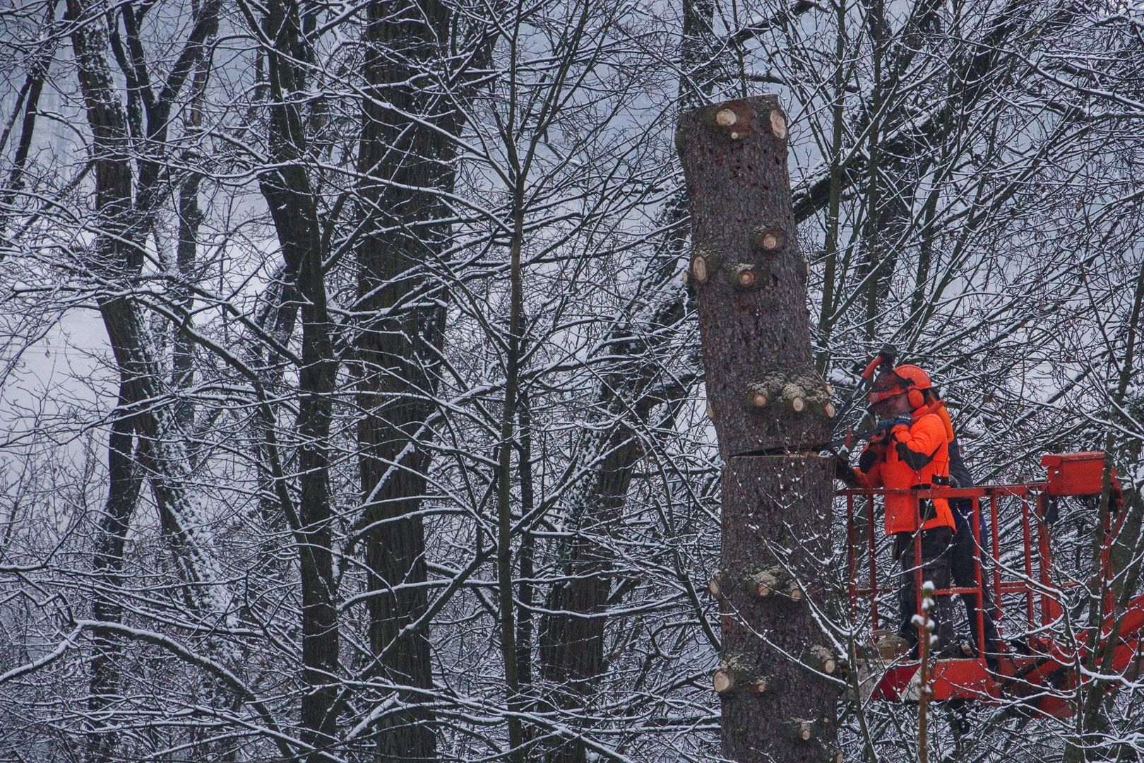 2017_12_08_Kácení smrku Svoboda (18)