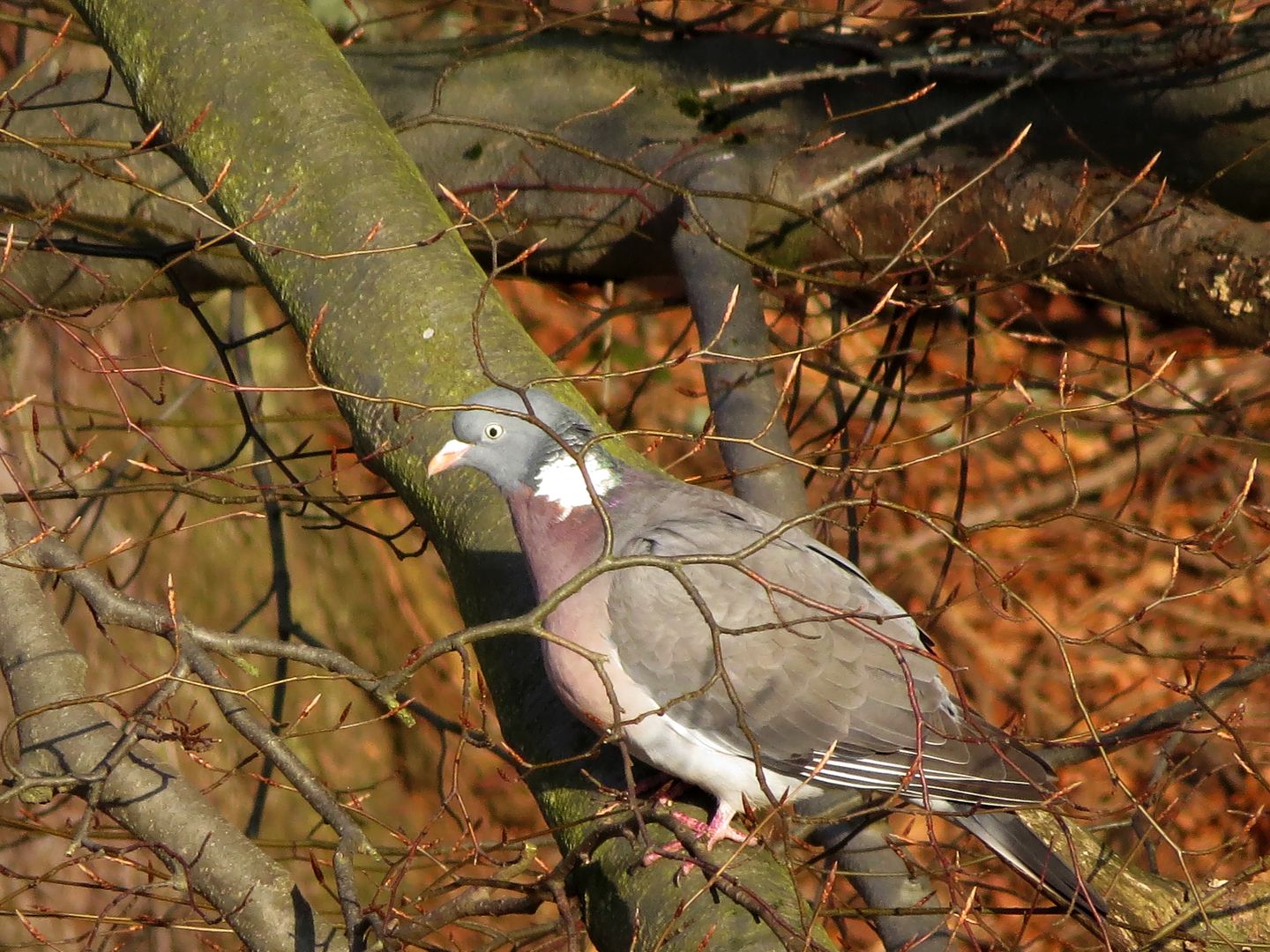 2015_03_25_Holub hřivnáč_Janské Lázně