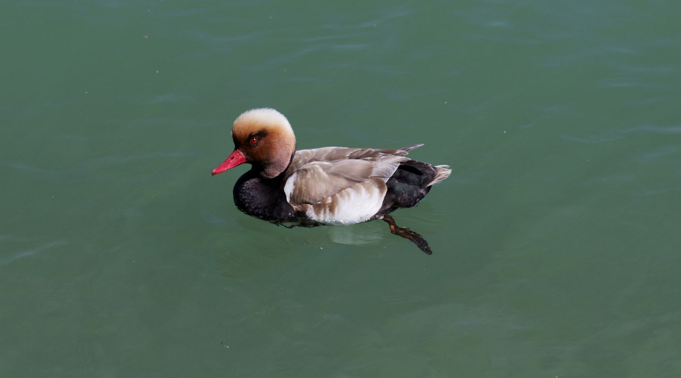 2015_07_07_Zrzohlávka rudozobá_Mainau (3)