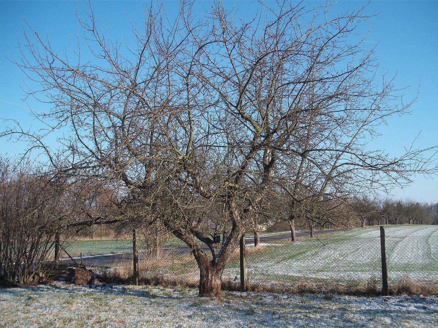 2016_02_Chroustkov_likvidace naší zahrady (1)