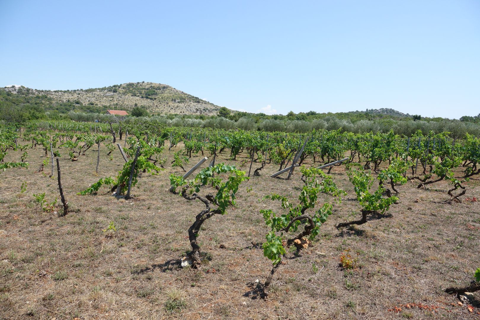 2017_07_Chorvatsko_vnitrozemí 10 km na sever od Vodice (7)