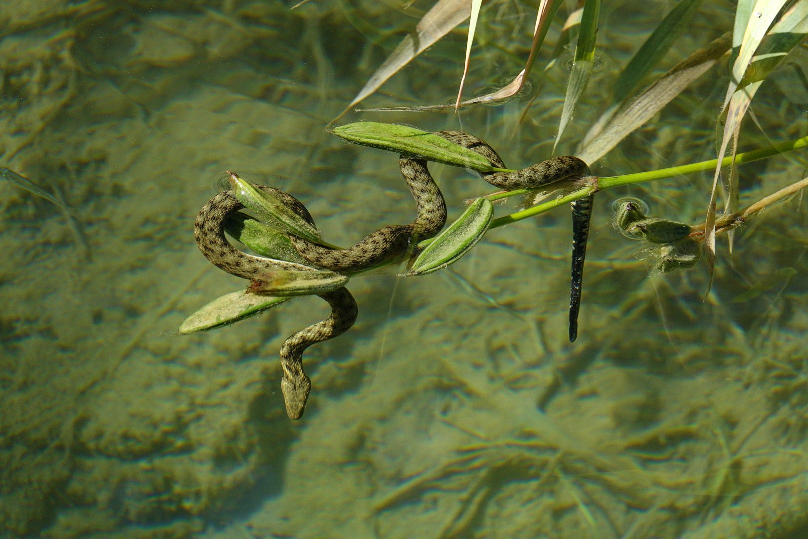 2017_07_Chorvatsko_NP Krka_užovka podplamatá (2)