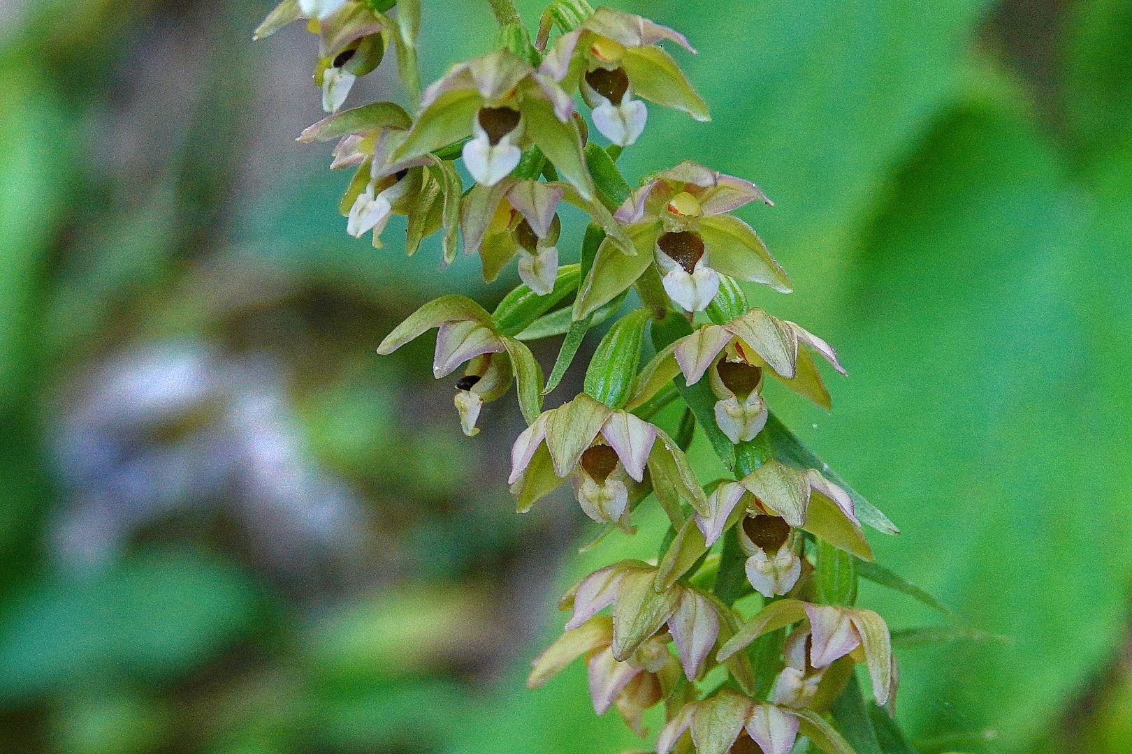 2017_07_Chorvatsko_NP Plitvická jezera_kruštík_Epipactis sp.