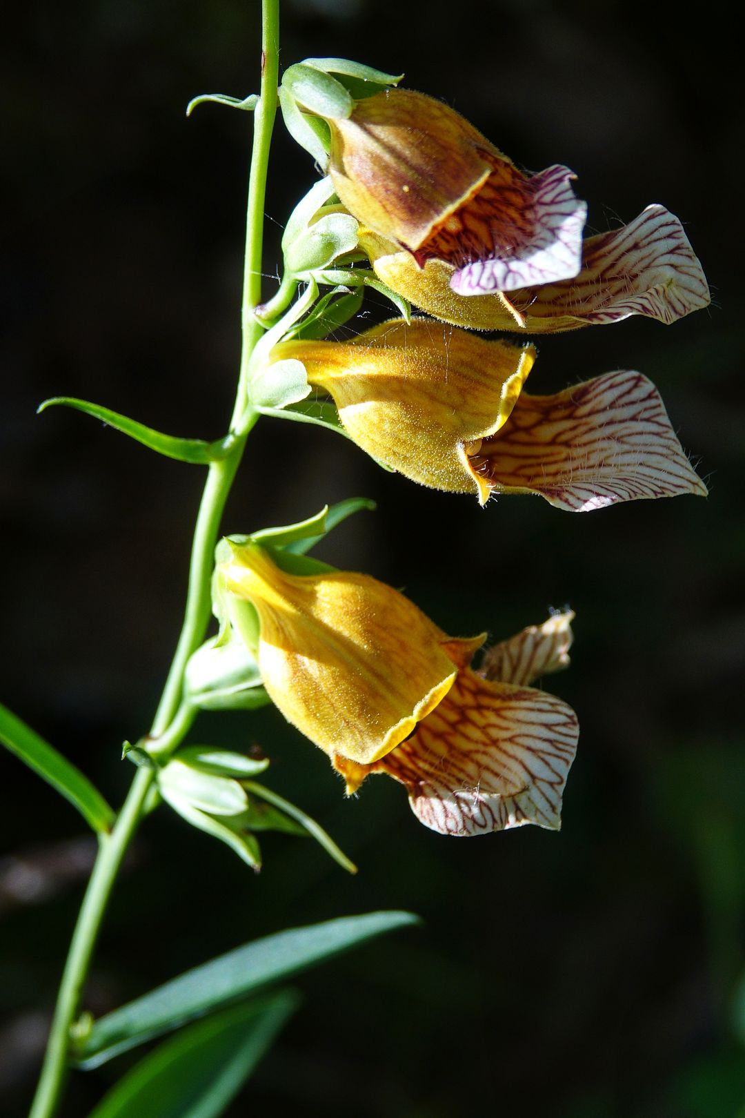 2017_07_Chorvatsko_NP Plitvická jezera_náprstník Digitalis laevigata