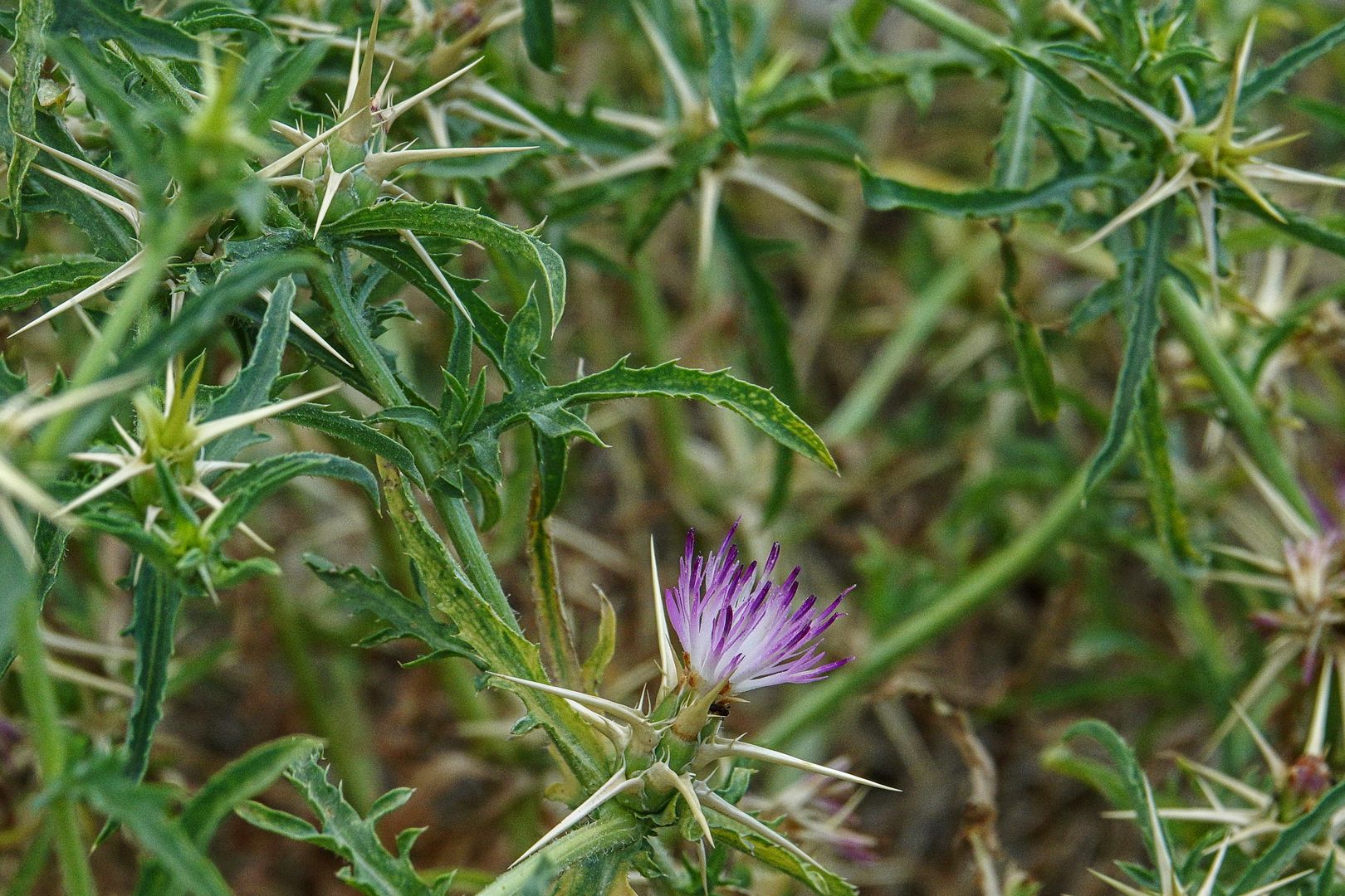 Chrpa Centaurea calcitrapa