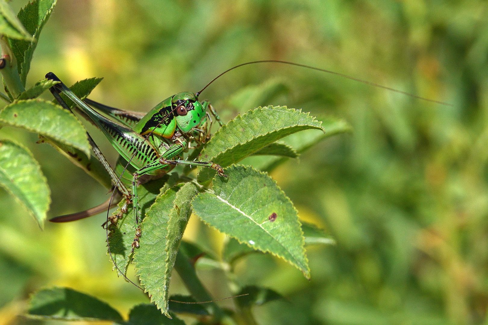 Kobylka Ephippiger discoidalis (9)