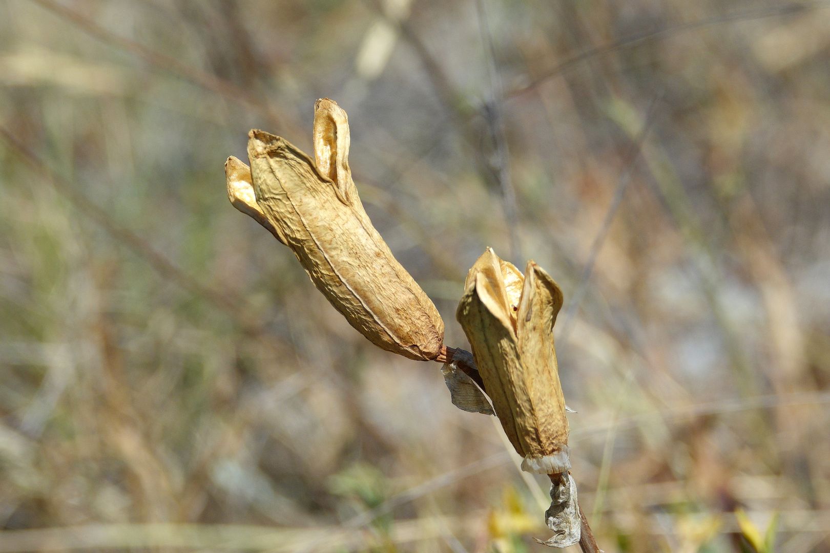 Kosatec Iris sp.