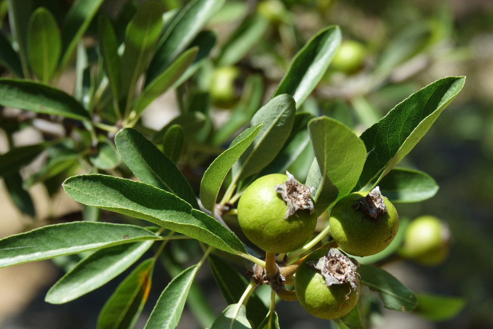 Hrušeň Pyrus spinosa