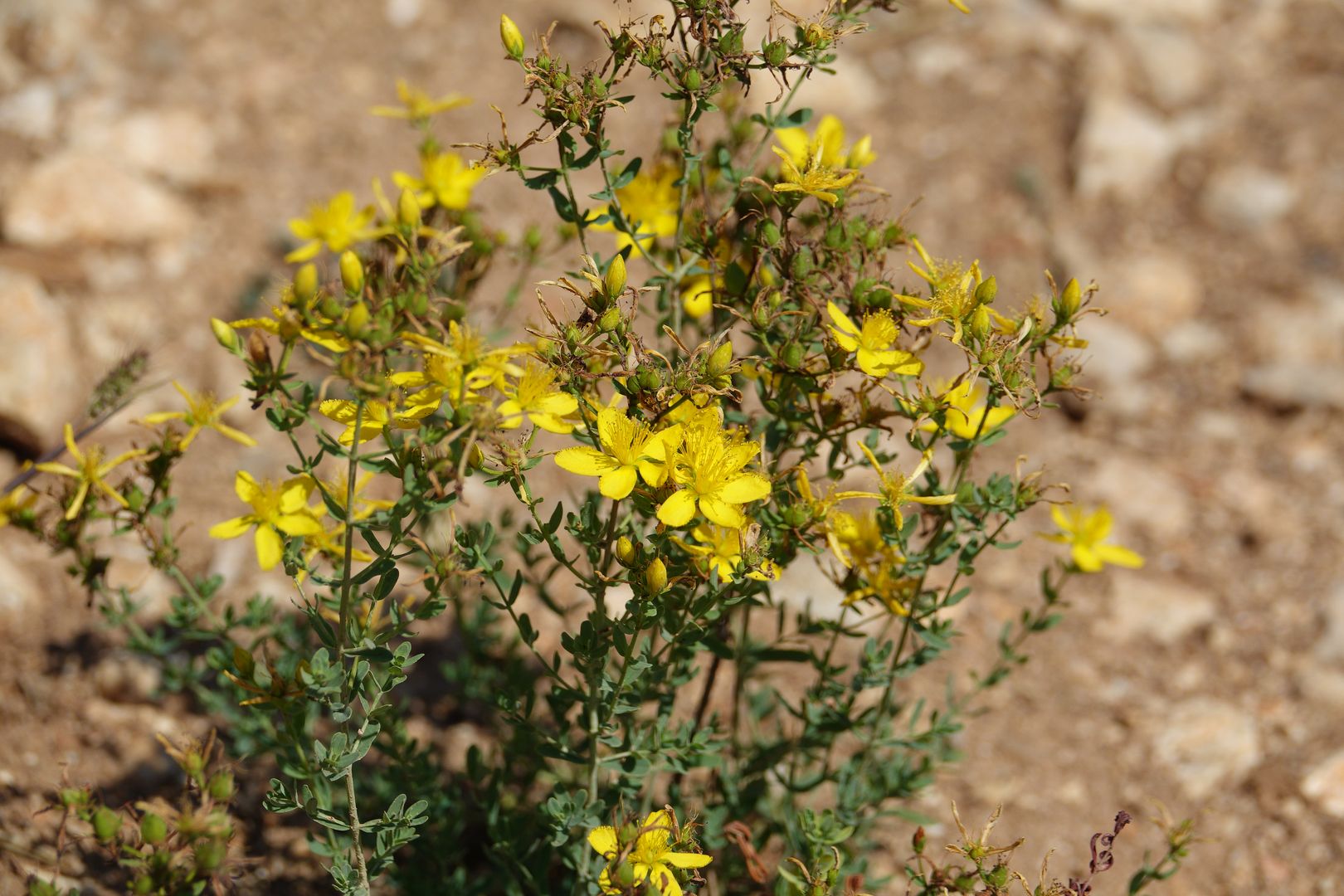 Třezalka Hypericum sp.