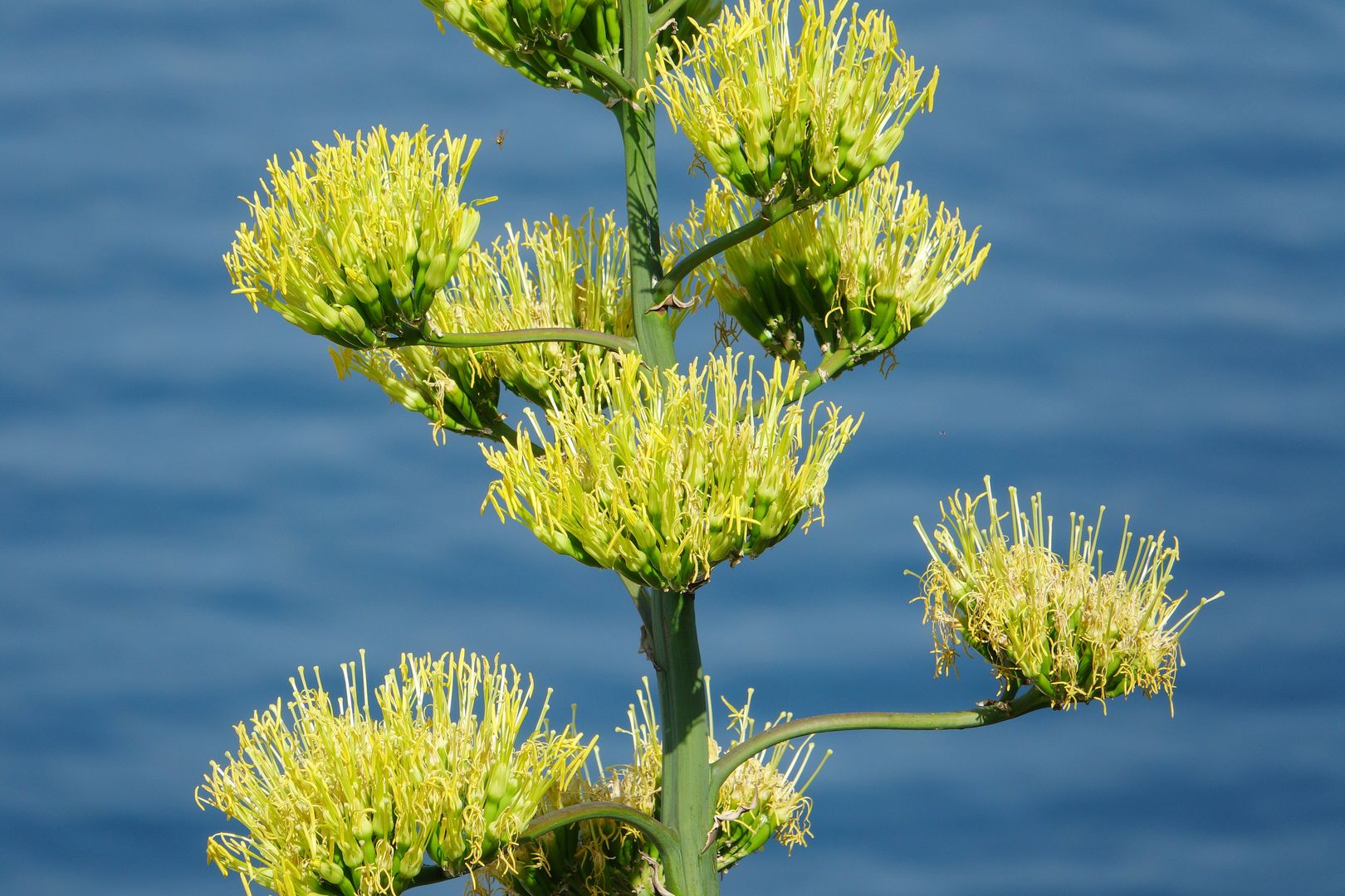 Agave americana