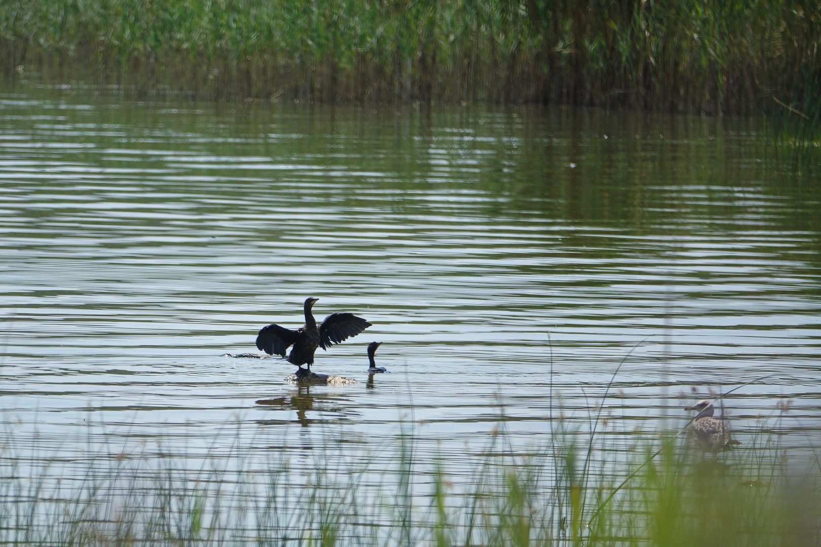 2017_07_Chorvatsko_Vranské jezero_kormorán malý