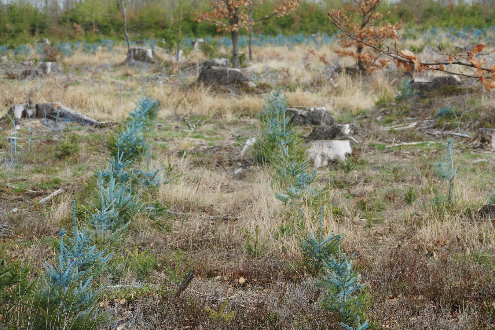 2018_04_Hynutí smrku na severní Moravě (13)