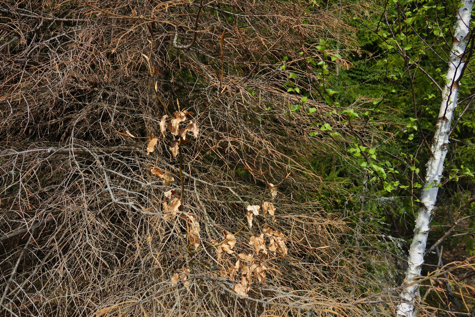 2018_04_Hynutí smrku na severní Moravě (34)