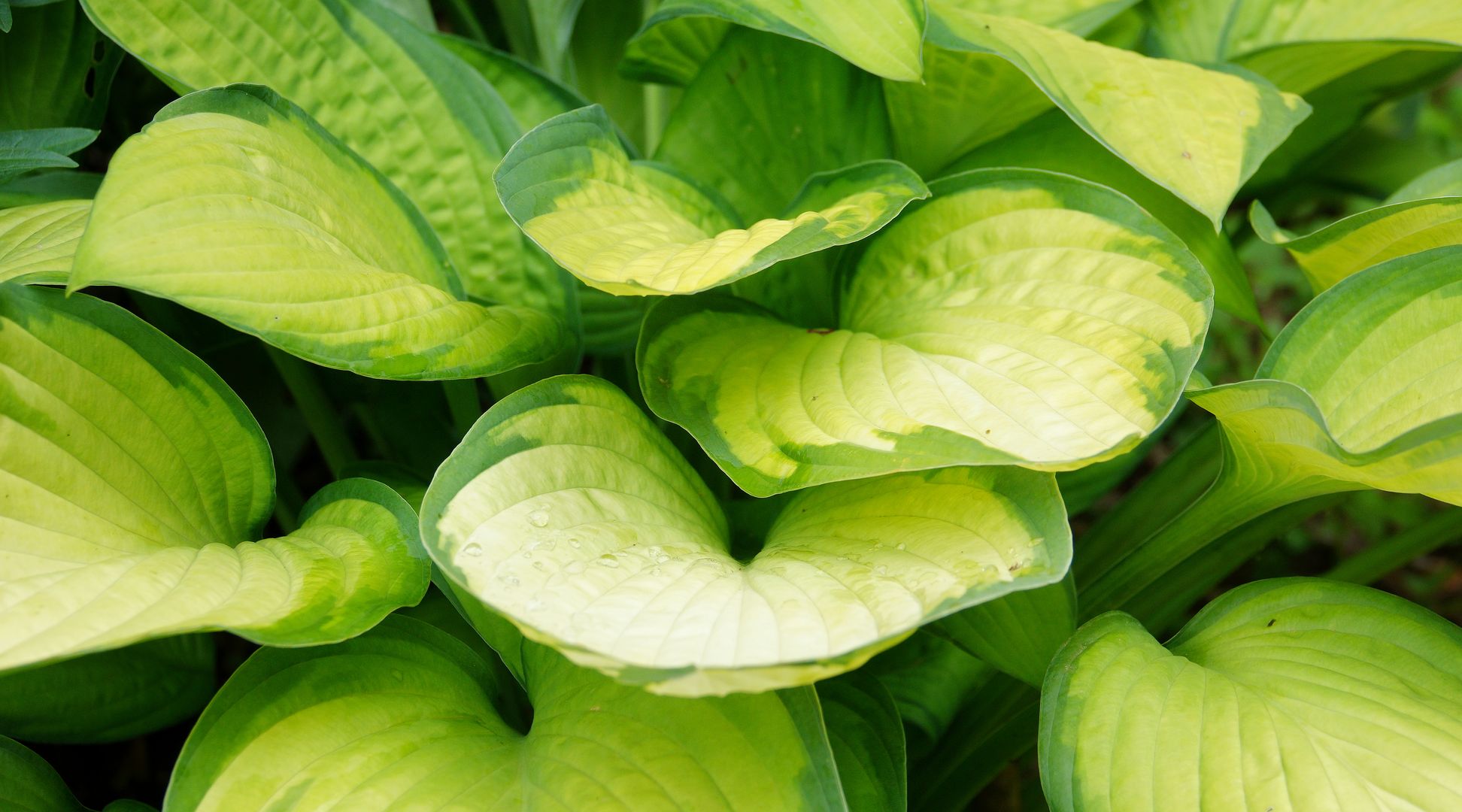 Hosta sp (2)