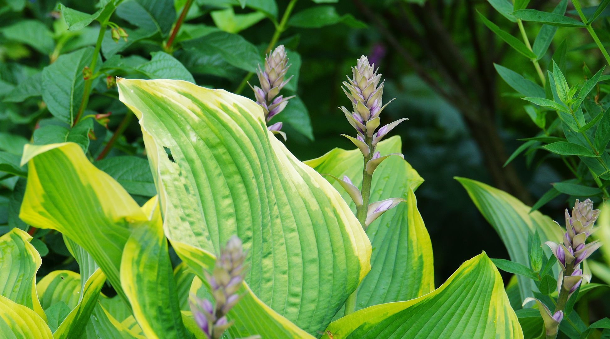 Hosta sp (3)