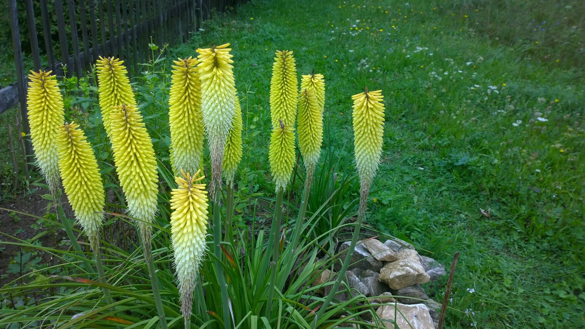 Kniphophia sp (2)