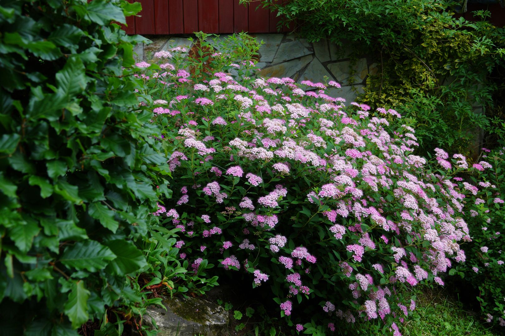 Tavolník Spiraea bumalda (1)