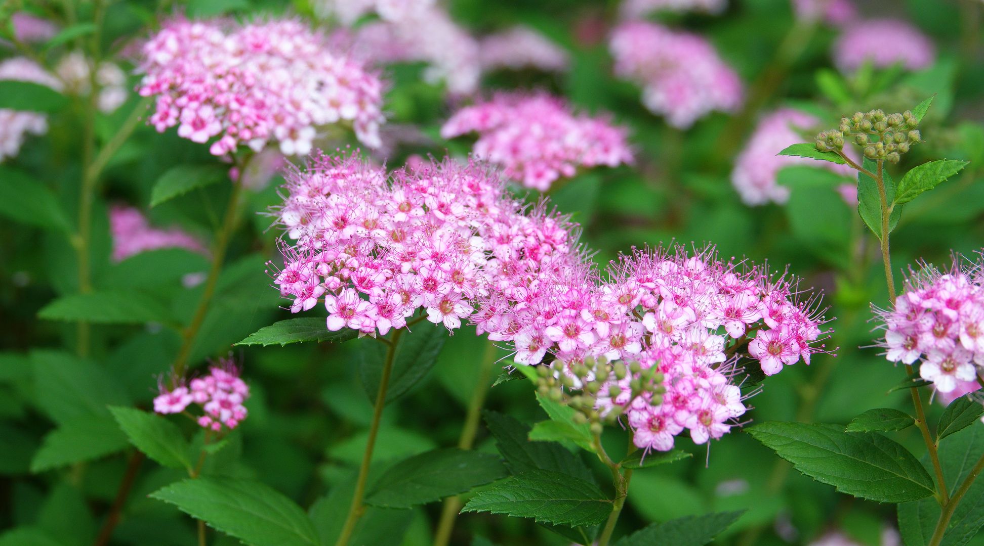 Tavolník Spiraea bumalda (2)