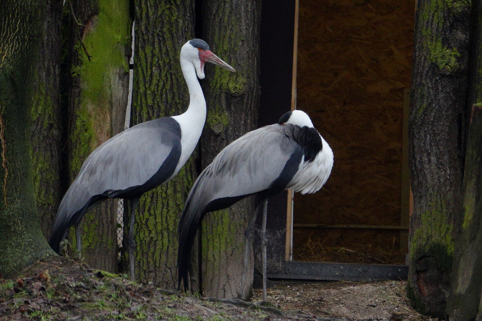 ZOO Dvůr Králové (5)